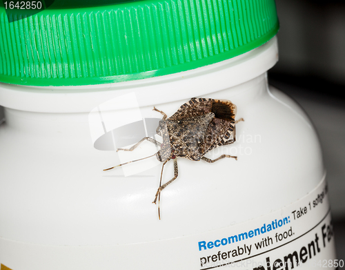 Image of Stink or shield bug on bottle of vitamins