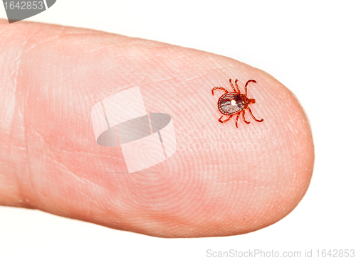 Image of Lone star or seed tick on finger