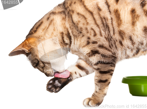 Image of Bengal cat licking its paw after food
