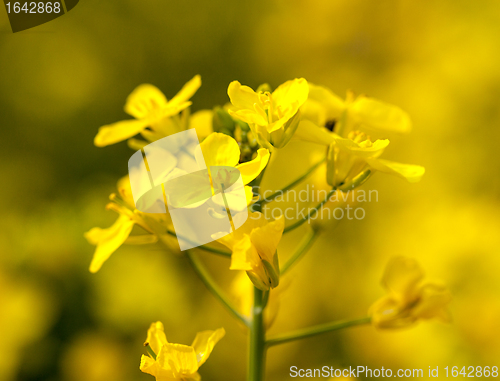 Image of Canola flower used for oil and energy