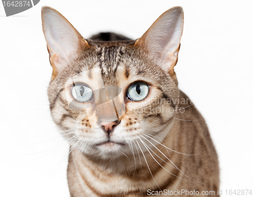 Image of Bengal kitten looking shocked and staring