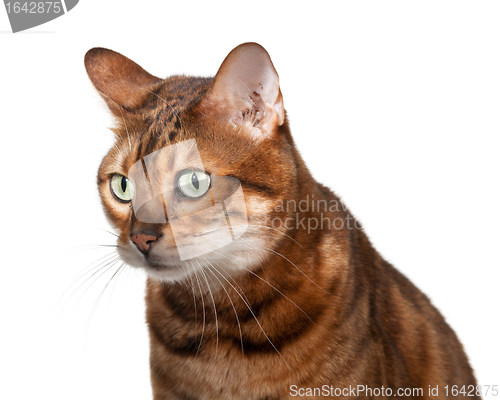 Image of Bengal kitten looking shocked and staring