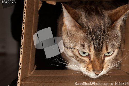 Image of Bengal cat peering through cardboard box