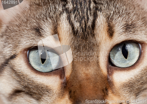 Image of Bengal kitten eyes in macro close up