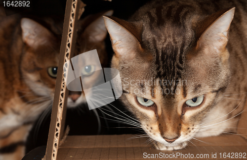 Image of Bengal cat peering through cardboard box