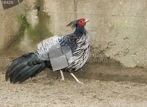 Image of Pheasant