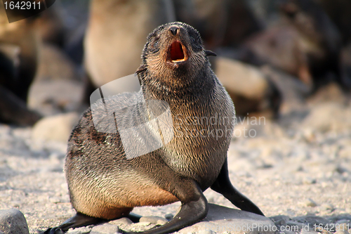 Image of Young female of sea bear