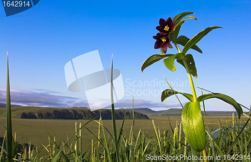 Image of Black lily of Kamchatka