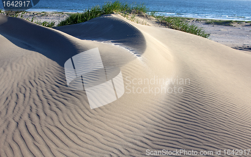 Image of Dune on the bank of the Pacific Ocean