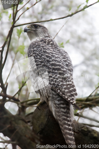 Image of Very rare bird: White gyrfalcon