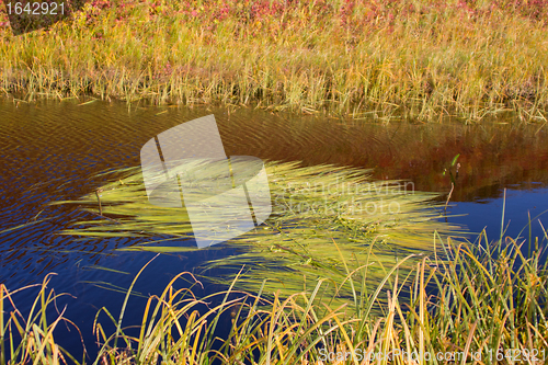 Image of Summer tundra lake