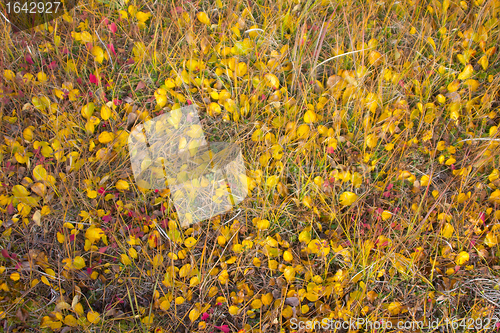 Image of Autumn in the tundra: dwarfish birch in grass