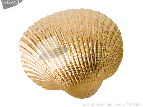 Image of Gold shell isolated on white background.