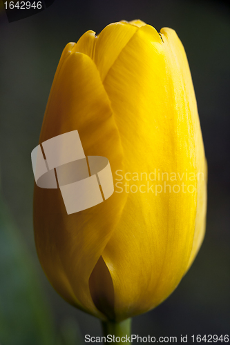 Image of yellow tulip