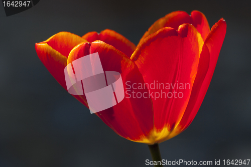 Image of red tulip