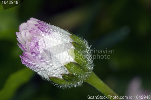 Image of drops of dew on daisy