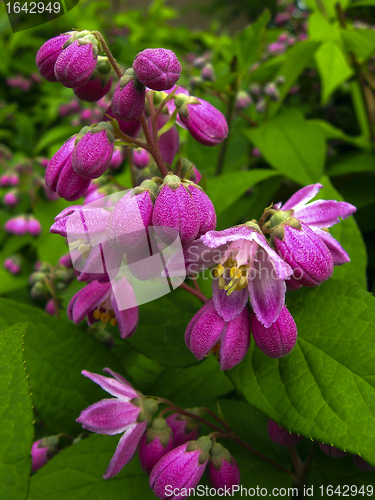 Image of Spring flower