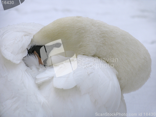 Image of Head of white swan
