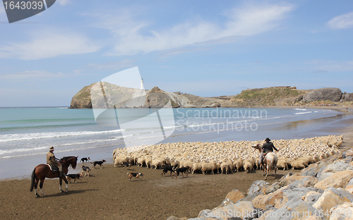Image of Castlepoint beach