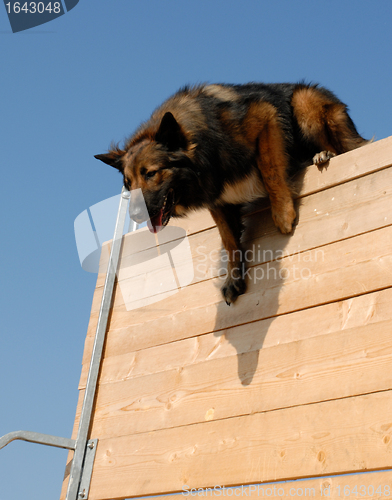 Image of sportive belgian shepherd