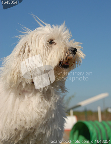 Image of little dog in agility