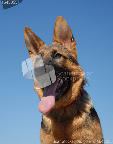 Image of puppy german shepherd