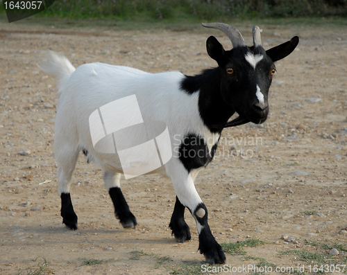 Image of goat