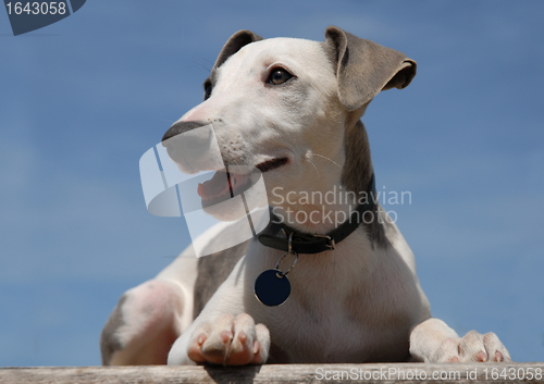 Image of puppy whippet