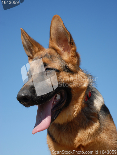 Image of puppy german shepherd