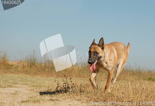 Image of running sheepdog
