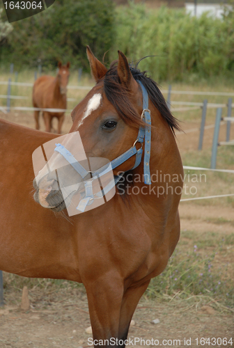 Image of brown horse