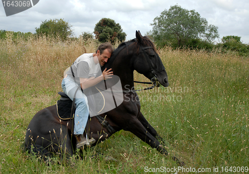 Image of sitting horse