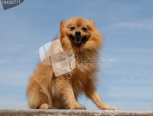 Image of pomeranian