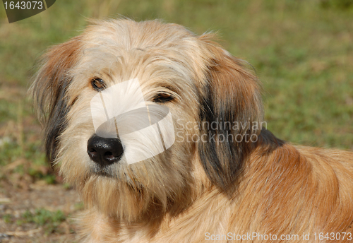 Image of pyrenean shepherd