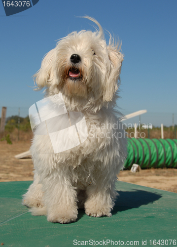 Image of little white dog