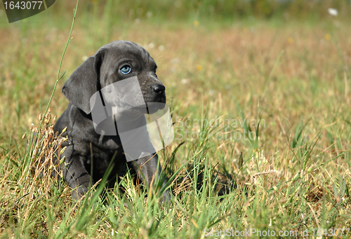 Image of little dog in a field