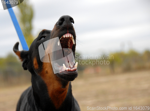 Image of dangerous doberman