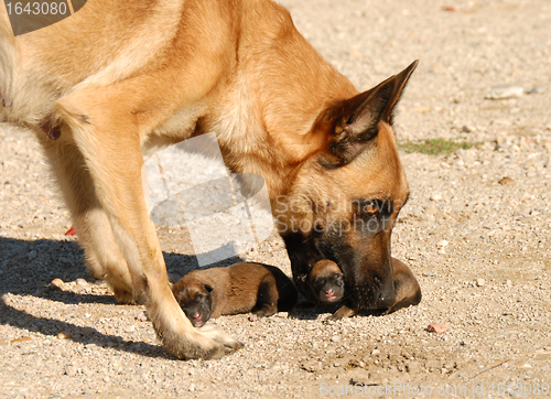 Image of mother dog and puppies