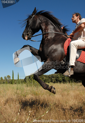 Image of rearing stallion