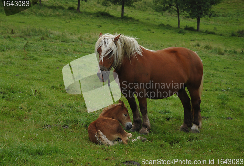 Image of draught horses