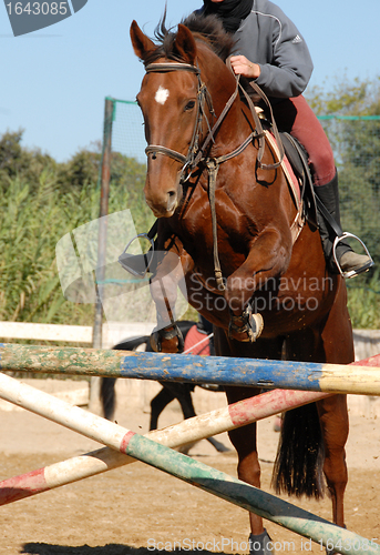 Image of jumping brown horse