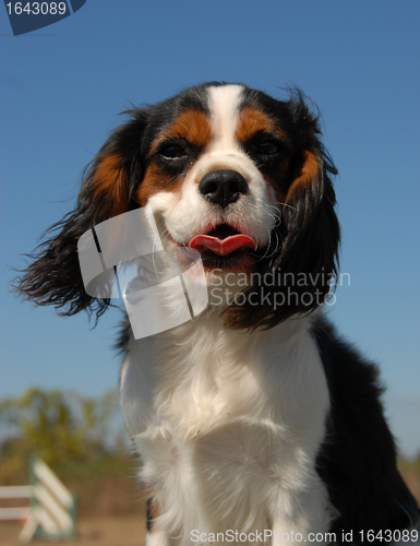 Image of cavalier king charles