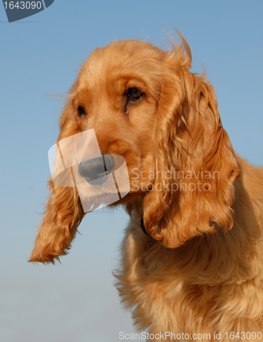Image of puppy english cocker