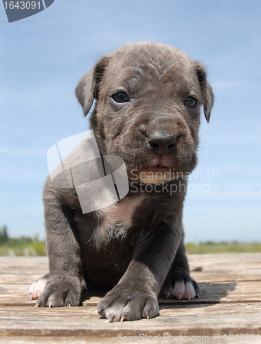 Image of puppy cane corso