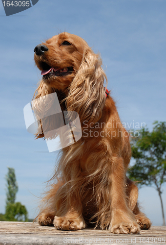 Image of cocker spaniel