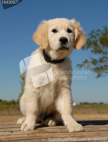 Image of sitting puppy golden retriever