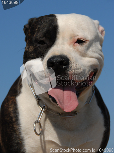 Image of american staffordshire terrier