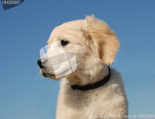 Image of profil of  puppy golden retriever