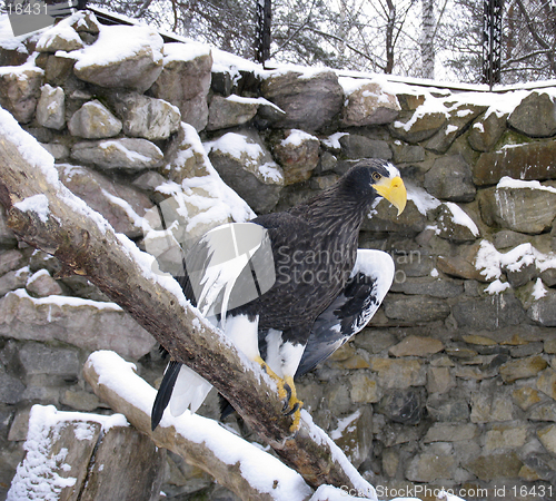 Image of Steller's sea eagle