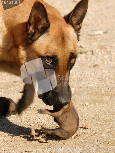 Image of female dog and puppies